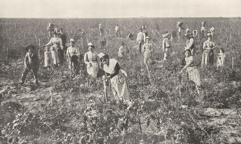 FRANCE. Les Vendanges en Provence 1900 old antique vintage print picture